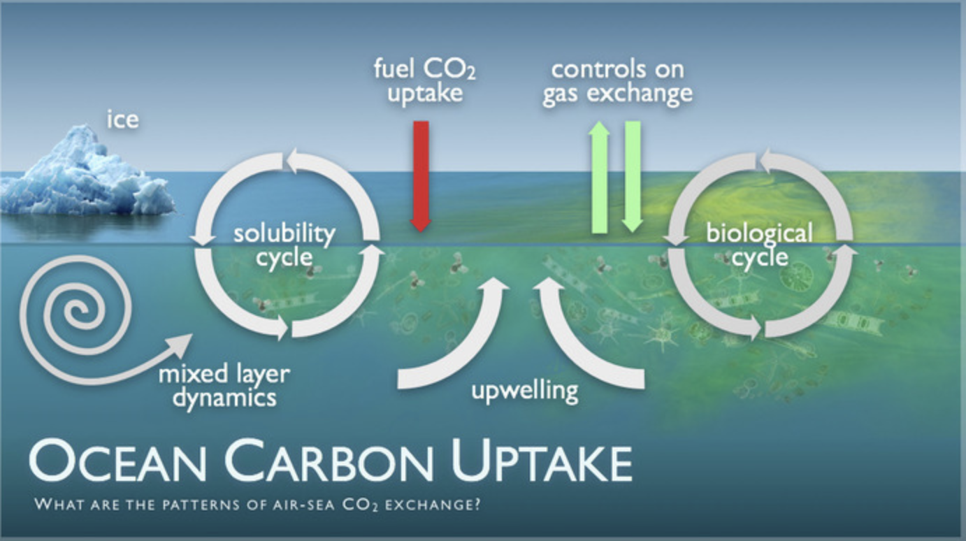 Ocean Carbon cycle